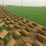 عشب طبيعي الدمام والخبر